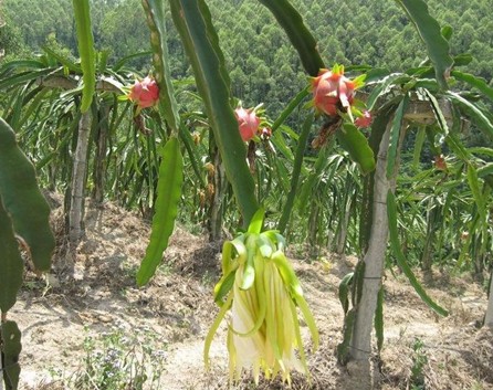 火龍果種植技術(shù)加盟