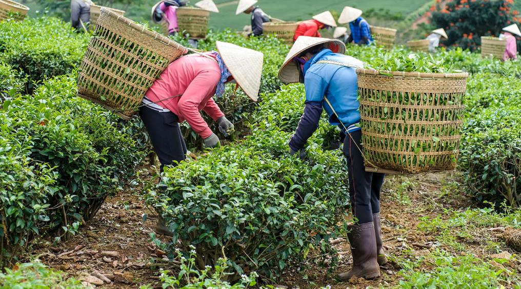 著名茶館采茶現(xiàn)場(chǎng)