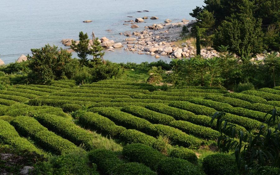 嶗山綠茶加盟