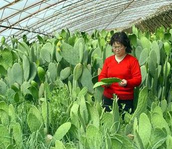 食用仙人掌加盟