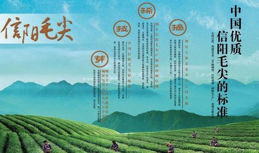 信陽(yáng)毛尖茶葉加盟