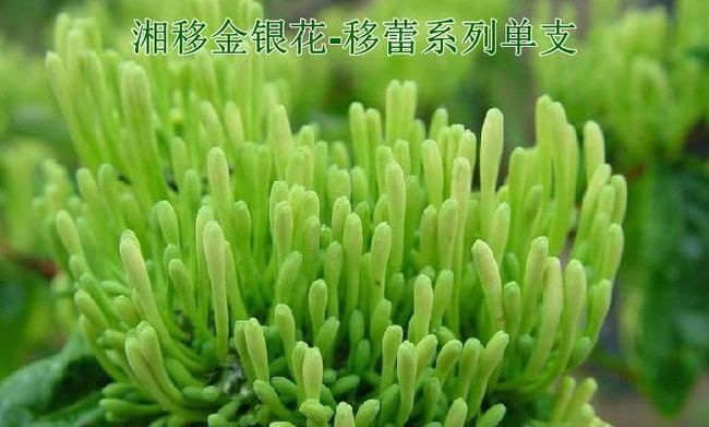 湘移金銀花加盟