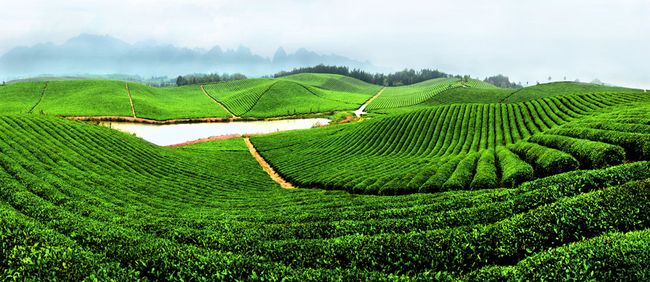 天寶祥茶葉加盟