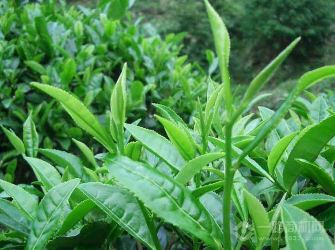 濟(jì)茂堂茶業(yè)加盟