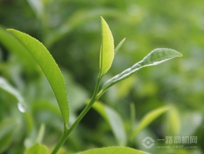 翠泉綠茶加盟