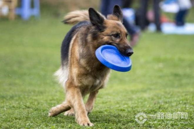 犬語(yǔ)者寵物訓(xùn)導(dǎo)館加盟